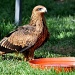 Falcon by philbacon