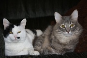 13th Aug 2012 - Scamp and Groucho