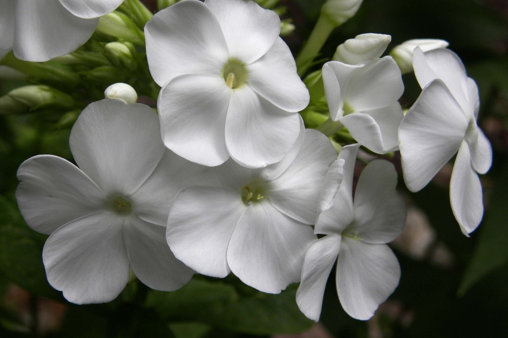 Phlox "David" by sunnygreenwood