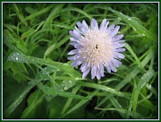 14th Aug 2012 - Field scabious