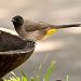 golden bird by peadar