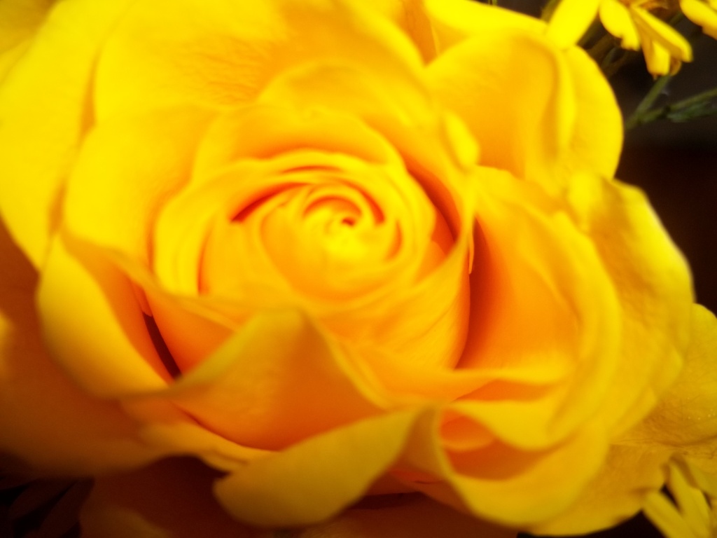 Gelbe Rose by rosbush