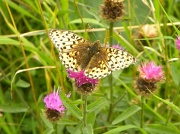 14th Aug 2012 - Butterfly