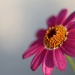 Little pink flower! by whiteswan
