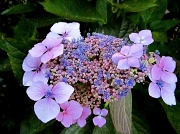 13th Aug 2012 - Pink & Blue