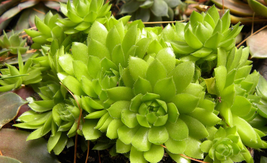 Hens&Chicks, Lime by sunnygreenwood