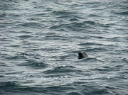 13th Aug 2012 - Seal