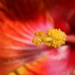 Hibiscus by kerristephens