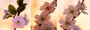 14th Aug 2012 - Plumb Blossom Triptych