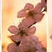 Plumb Blossom Triptych by netkonnexion