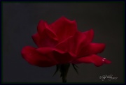 14th Aug 2012 - A Rose By Any Other Name