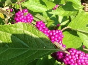 14th Aug 2012 - Beauty Berries, Chapel Street Park, Charleston, SC