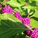Beauty Berries, Chapel Street Park, Charleston, SC by congaree