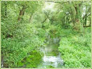 15th Aug 2012 - Nature Trail
