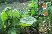 15th Aug 2012 - in a walled garden - veg patch