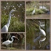 Egret collage  by sugarmuser