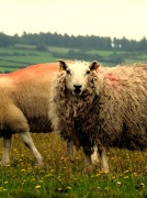 13th Aug 2012 - The beautiful sheep