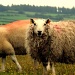 The beautiful sheep by emma1231