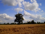 15th Aug 2012 - Corn field...