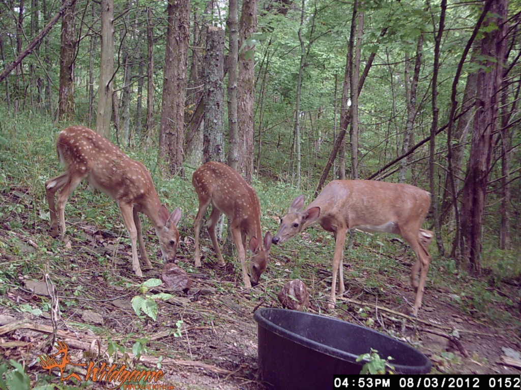 From a trail camera. How cute are these babies! by graceratliff