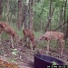 From a trail camera. How cute are these babies! by graceratliff