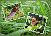 15th Aug 2012 - Butterflies
