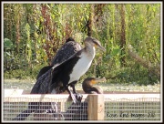15th Aug 2012 - Cormorants