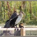 Cormorants by rosiekind