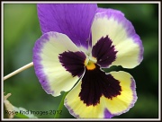 15th Aug 2012 - pansy