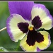 pansy by rosiekind