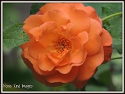 15th Aug 2012 - Orange rose