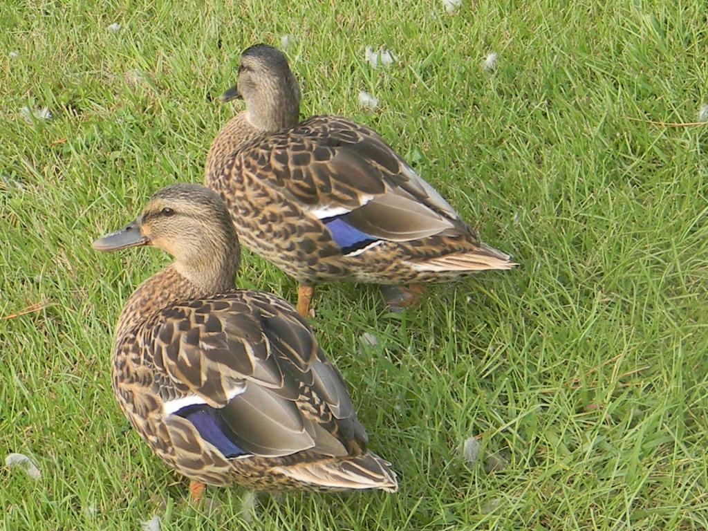 2 Ducks in Grass 8.15.12 by sfeldphotos