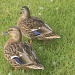 2 Ducks in Grass 8.15.12 by sfeldphotos