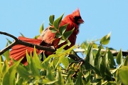 15th Aug 2012 - 8-15 cardinal