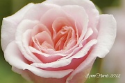 15th Aug 2012 - Pink Rose