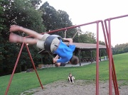 15th Aug 2012 - Crazy Swinger