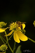 15th Aug 2012 - Honey Bee and Wingstem