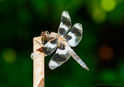 16th Aug 2012 - Dragonfly in the Hot Summer Sun