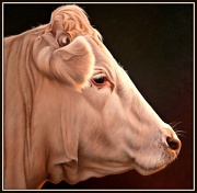 16th Aug 2012 - Bull