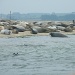 Seals on Blakeney Point by jeff