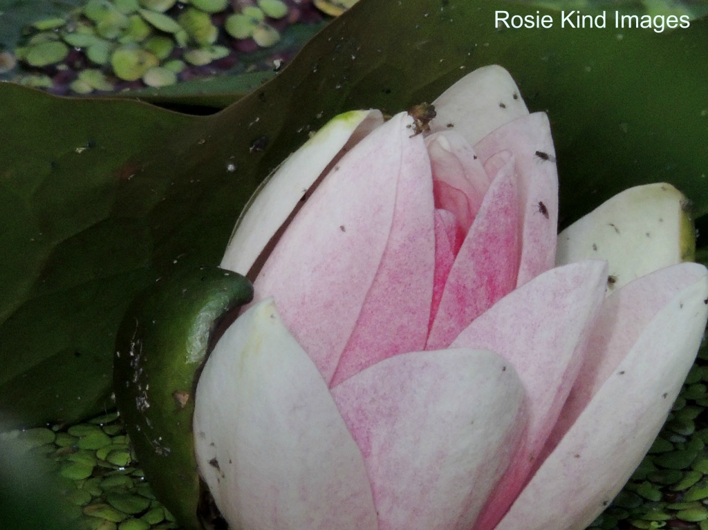 Water lily by rosiekind