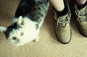 22nd Jan 2011 - my cat