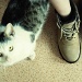 my cat by inspirare