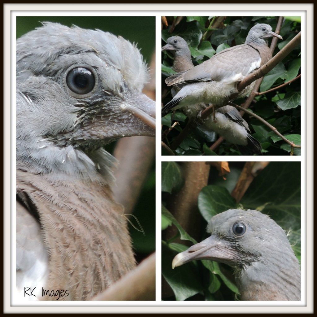Baby pigeons by rosiekind