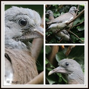 16th Aug 2012 - Baby pigeons