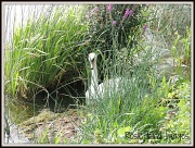 16th Aug 2012 - Resting swan