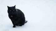 3rd Dec 2010 - my cat