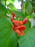 15th Aug 2012 - Runner bean flower