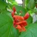 Runner bean flower by lellie