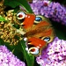 Peacock on Buddleia by moominmomma